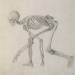 Human Skeleton: Lateral view in Crouching Posture, from 'A Comparative Anatomical Exposition of the Structure of the Human Body'